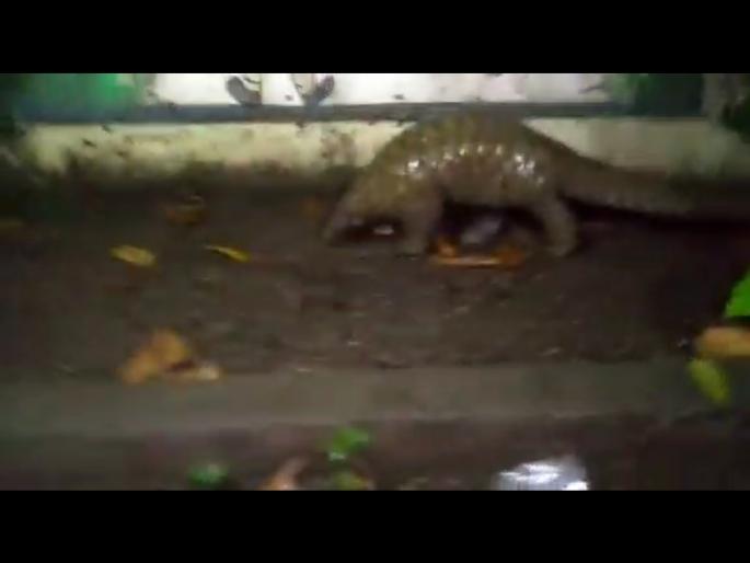 Rare scaly cat found in Dahid Budruk | दहीद बुद्रूक मध्ये आढळले दुर्मिळ खवल्या मांजर Rare scaly cat found in Dahid Budruk | दहीद बुद्रूक मध्ये आढळले दुर्मिळ खवल्या मांजर