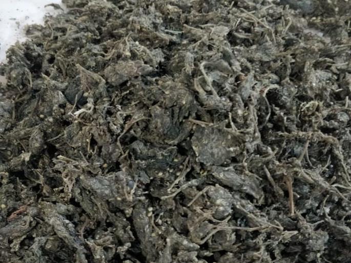 Cannabis seized from a merchant ship bound for Qatar | कतारकडे  निघालेल्या व्यापारी जहाजातून गांजा जप्त