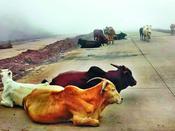 Mokat animals sit on the highway | महामार्गावर मोकाट जनावरांचा ठिय्या Mokat animals sit on the highway | महामार्गावर मोकाट जनावरांचा ठिय्या