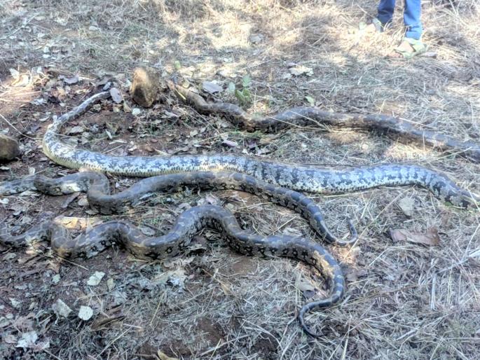 Four arrested for drone destruction, action taken by Dapoli forest department | अजगर मारून नष्ट केल्याप्रकरणी चौघांना अटक,  दापोली वन विभागाकडून कारवाई