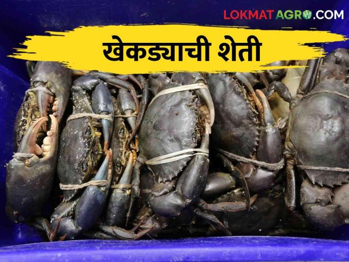 Want to start a crab farming business? Scientific training is available here | खेकडापालन व्यवसाय करायचाय? इथं मिळतंय शास्त्रीय प्रशिक्षण