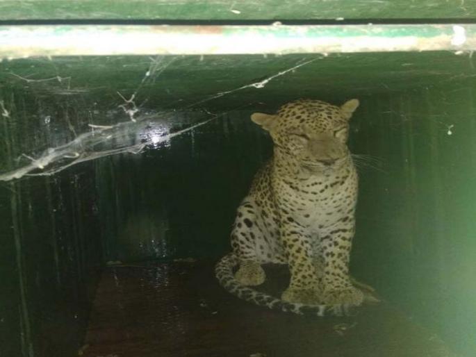 Achieving a leopard bishop at Bhatki | भातकी येथे बिबटय़ा जेरबंद करण्यात यश Achieving a leopard bishop at Bhatki | भातकी येथे बिबटय़ा जेरबंद करण्यात यश