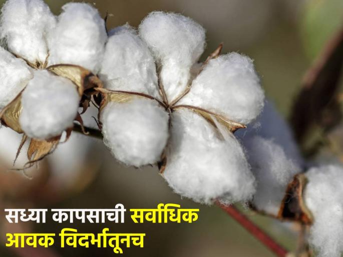 In the Deulgaon Raja Bazar Committee, the highest price for cotton today, in the rest of the Bazar Committee in the morning session... | देऊळगाव राजा बाजार समितीत कापसाला आज सर्वाधिक दर, उर्वरित बाजार समितीमध्ये सकाळच्या सत्रात... In the Deulgaon Raja Bazar Committee, the highest price for cotton today, in the rest of the Bazar Committee in the morning session... | देऊळगाव राजा बाजार समितीत कापसाला आज सर्वाधिक दर, उर्वरित बाजार समितीमध्ये सकाळच्या सत्रात...