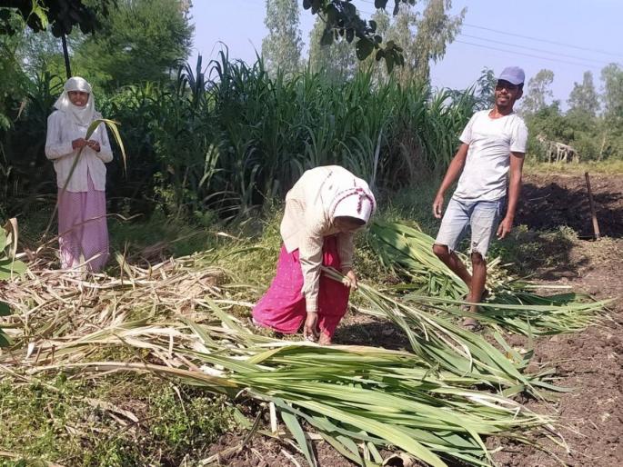 cutting speed; Along with the sugarcane workers, the sugarcane cutters of the factories also started working | तोडणीला वेग; ऊसतोड मजुरांसह कारखान्यांचे ऊस तोडणी यंत्रही लागले कामाला cutting speed; Along with the sugarcane workers, the sugarcane cutters of the factories also started working | तोडणीला वेग; ऊसतोड मजुरांसह कारखान्यांचे ऊस तोडणी यंत्रही लागले कामाला