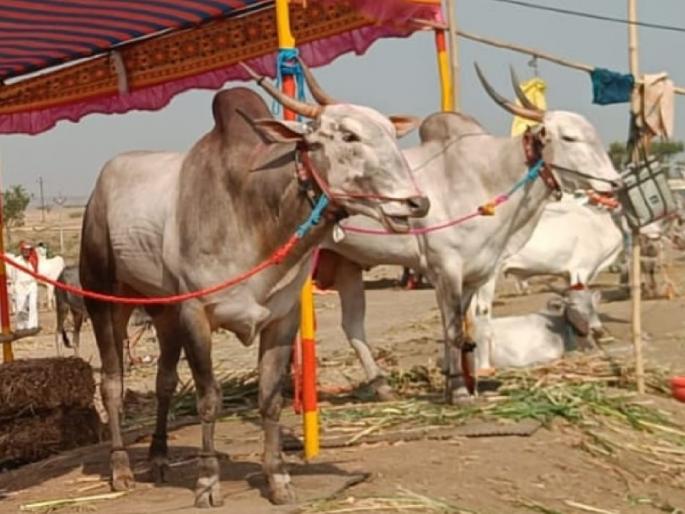 The turnover of four crores in the market of wild animals held for the yatra at Kargani in Sangli | Sangli: खिलारची ४ कोटींची उलाढाल, करगणीत जनावरांच्या बाजारात उच्चांकी विक्री The turnover of four crores in the market of wild animals held for the yatra at Kargani in Sangli | Sangli: खिलारची ४ कोटींची उलाढाल, करगणीत जनावरांच्या बाजारात उच्चांकी विक्री