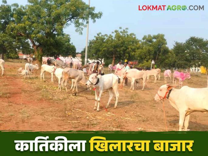 Khilar Bail Bajar : More than seven hundred Khilar bullock and bull entered in Kartiki Bullock Market | Khilar Bail Bajar : कार्तिकी जनावर बाजारात सातशेहून अधिक खिलार खोंड अन् बैल दाखल Khilar Bail Bajar : More than seven hundred Khilar bullock and bull entered in Kartiki Bullock Market | Khilar Bail Bajar : कार्तिकी जनावर बाजारात सातशेहून अधिक खिलार खोंड अन् बैल दाखल
