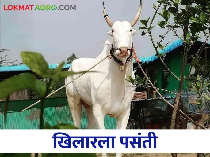 Khilar Bull is in great demand for competition and racing | Khilar खिलार बैलाला स्पर्धेसाठी व शर्यतीसाठी मोठी मागणी