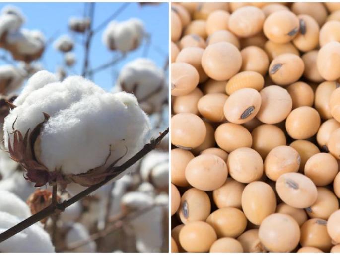 Cotton prices rise, while soybean prices remain unchanged, among producers | कापसाच्या भावात तेजी, तर सोयाबीनचे दर काही वाढेनात, उत्पादकांमध्ये चलबिचल Cotton prices rise, while soybean prices remain unchanged, among producers | कापसाच्या भावात तेजी, तर सोयाबीनचे दर काही वाढेनात, उत्पादकांमध्ये चलबिचल
