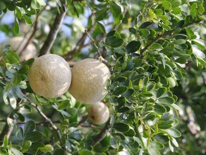 Sweet and sour flavoured wood apple is rare in the market, just read its benefits. | आंबटगोड चवीचं कवठ बाजारात दुर्मिळ, याचे फायदे एकदा वाचाच.. Sweet and sour flavoured wood apple is rare in the market, just read its benefits. | आंबटगोड चवीचं कवठ बाजारात दुर्मिळ, याचे फायदे एकदा वाचाच..
