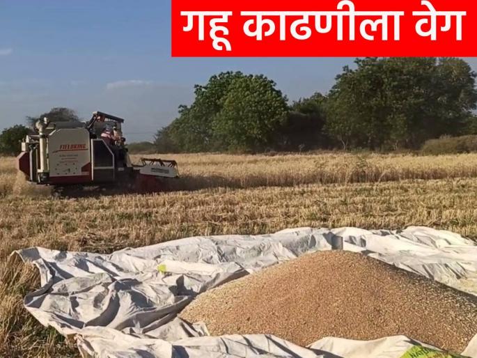 Harvesting of wheat planted in the first phase was delayed due to cloudy weather | ढगाळ वातावरणामुळे पहिल्या टप्प्यात लावलेल्या गव्हाच्या काढणीची लगबग