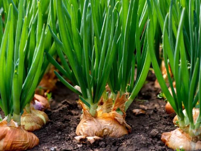 Onion wilting due to climate change, yield reduction due to fungal disease | वातावरण बदलामुळे कांद्याचा वांधा, बुरशीजन्य रोगामुळे उत्पादनात घट Onion wilting due to climate change, yield reduction due to fungal disease | वातावरण बदलामुळे कांद्याचा वांधा, बुरशीजन्य रोगामुळे उत्पादनात घट