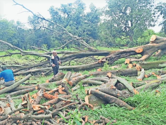 Ax on 50 lakh trees in the farm for need of land for more crops! | अधिक पिकांसाठी जमीन हवी म्हणून शेतातील ५० लाख झाडांवर कुऱ्हाड ! Ax on 50 lakh trees in the farm for need of land for more crops! | अधिक पिकांसाठी जमीन हवी म्हणून शेतातील ५० लाख झाडांवर कुऱ्हाड !
