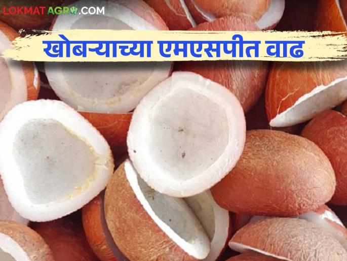 Copra MSP : Union Cabinet announces minimum support price for coconut for 2025 season | Copra MSP : केंद्रीय मंत्रिमंडळाने २०२५ च्या हंगामासाठी खोबऱ्याचा किमान आधारभूत दर केला जाहीर Copra MSP : Union Cabinet announces minimum support price for coconut for 2025 season | Copra MSP : केंद्रीय मंत्रिमंडळाने २०२५ च्या हंगामासाठी खोबऱ्याचा किमान आधारभूत दर केला जाहीर