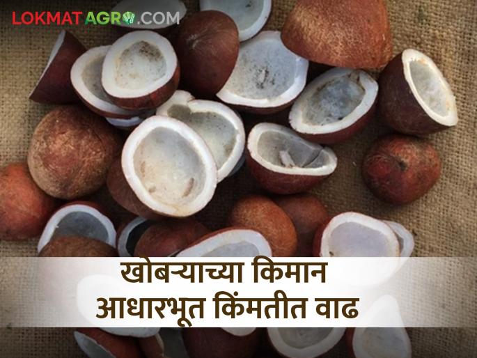 Cabinet approves minimum base price of dry coconut copra | खोबऱ्याच्या किमान आधारभूत किंमतीला मंत्रिमंडळाची मंजुरी Cabinet approves minimum base price of dry coconut copra | खोबऱ्याच्या किमान आधारभूत किंमतीला मंत्रिमंडळाची मंजुरी