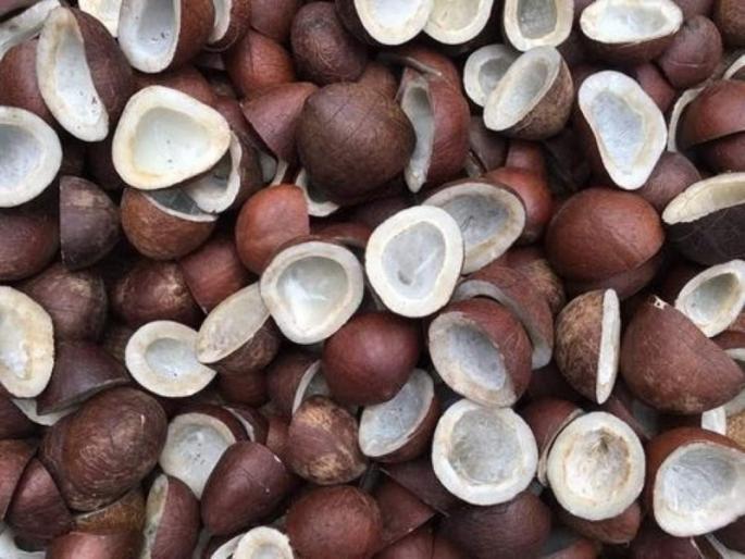 4 lakh coconuts were stolen from a warehouse by thieves | गोदाम फोडून ४ लाखांचे खोबरे चोरांकडून लंपास 4 lakh coconuts were stolen from a warehouse by thieves | गोदाम फोडून ४ लाखांचे खोबरे चोरांकडून लंपास