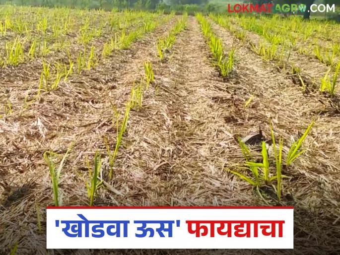 How does growing ratoon sugarcane crop for maximum savings in production costs? Read in detail | खोडवा उसाचे पिक घेतल्याने उत्पादन खर्चात कशी होते मोठी बचत? वाचा सविस्तर How does growing ratoon sugarcane crop for maximum savings in production costs? Read in detail | खोडवा उसाचे पिक घेतल्याने उत्पादन खर्चात कशी होते मोठी बचत? वाचा सविस्तर