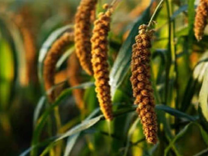 Want to control blood sugar levels? Then read these characteristics of Nachani.. | रक्तातील साखरेची पातळी नियंत्रणात ठेवायचीये? मग नाचणीचे हे गुणधर्म वाचाच.. Want to control blood sugar levels? Then read these characteristics of Nachani.. | रक्तातील साखरेची पातळी नियंत्रणात ठेवायचीये? मग नाचणीचे हे गुणधर्म वाचाच..