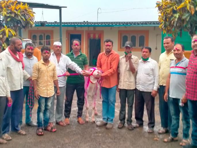 Capital family support by giving native cow dung | देशी गाईचे खोंड देऊन भांडवले कुटुंबाला आधार Capital family support by giving native cow dung | देशी गाईचे खोंड देऊन भांडवले कुटुंबाला आधार