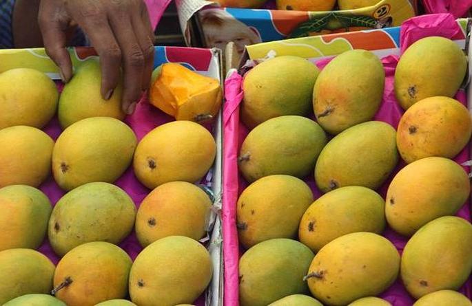 ST freight started from Hapus Mango in Konkan, says anil parab | कोकणातील हापूस आंब्यापासून एसटी मालवाहतूकीस सुरुवात 