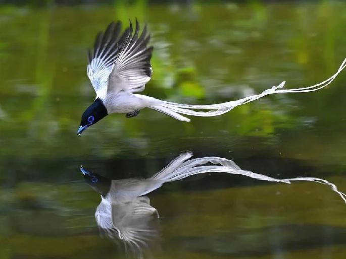 Darshan of a rare Asian paradise in Daithana area! | दुर्मीळ एशियन पॅराडाइजचे दैठणा परिसरात दर्शन ! Darshan of a rare Asian paradise in Daithana area! | दुर्मीळ एशियन पॅराडाइजचे दैठणा परिसरात दर्शन !