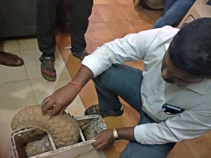 Kidney found in the squawy pussy | कुडाळात खवले मांजर आढळले Kidney found in the squawy pussy | कुडाळात खवले मांजर आढळले