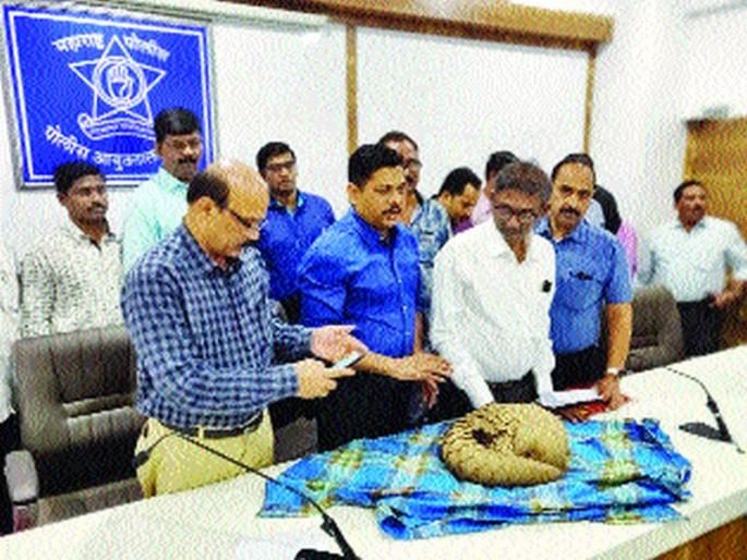 Both of the smugglers of Khawla Manjra have smuggled 40 lakhs and smuggled them | खवल्या मांजराची ४० लाखांत तस्करी करणाऱ्या दोघांना अटक Both of the smugglers of Khawla Manjra have smuggled 40 lakhs and smuggled them | खवल्या मांजराची ४० लाखांत तस्करी करणाऱ्या दोघांना अटक