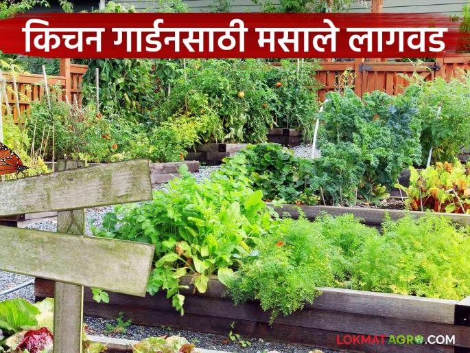 Latest News Masale Lagvad Grow spices at home, get good yields with less water and less fertilizer | Masale Lagvad: घरच्या घरी मसाल्यांची लागवड करा, कमी पाणी, कमी खतामध्ये चांगलं उत्पादन Latest News Masale Lagvad Grow spices at home, get good yields with less water and less fertilizer | Masale Lagvad: घरच्या घरी मसाल्यांची लागवड करा, कमी पाणी, कमी खतामध्ये चांगलं उत्पादन