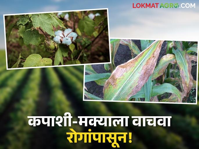 latest news Disease wreaks havoc on cotton and maize; take this measure in time | कपाशी-मक्यावर रोगराईचा कहर; वेळेत करा हा उपाय वाचा सविस्तर