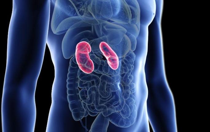 World Kidney Day; Risk of kidney damage if urinary incontinence is ignored | जागतिक किडनी दिवस; मूत्रसंसर्गाकडे दुर्लक्ष केल्यास मूत्रपिंडांचे नुकसान होण्याचा धोका World Kidney Day; Risk of kidney damage if urinary incontinence is ignored | जागतिक किडनी दिवस; मूत्रसंसर्गाकडे दुर्लक्ष केल्यास मूत्रपिंडांचे नुकसान होण्याचा धोका