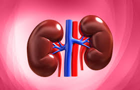 Kidney transplant will be done on 16 patients in Marathwada | मराठवाड्यात १६ रुग्णांवर होणार किडनी प्रत्यारोपण Kidney transplant will be done on 16 patients in Marathwada | मराठवाड्यात १६ रुग्णांवर होणार किडनी प्रत्यारोपण