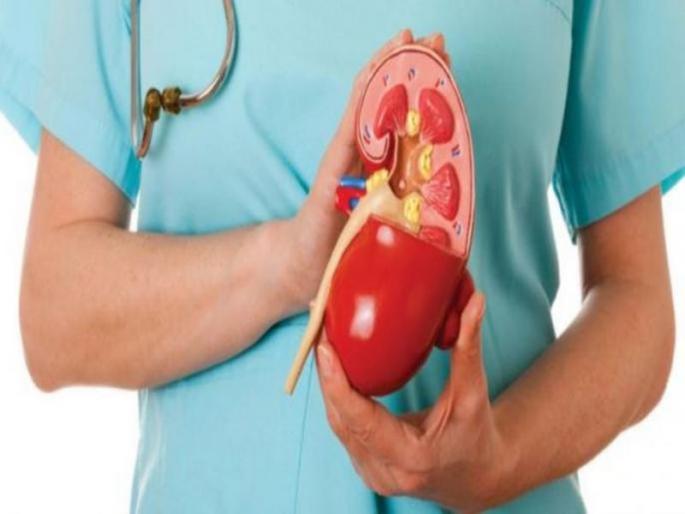 Researcher can make kidney for kidney disease patients for kidney transplant | आता शरीराबाहेरच तयार होणार किडनी, ट्रान्सप्लांटसाठी नाही बघावी लागणार वाट! Researcher can make kidney for kidney disease patients for kidney transplant | आता शरीराबाहेरच तयार होणार किडनी, ट्रान्सप्लांटसाठी नाही बघावी लागणार वाट!