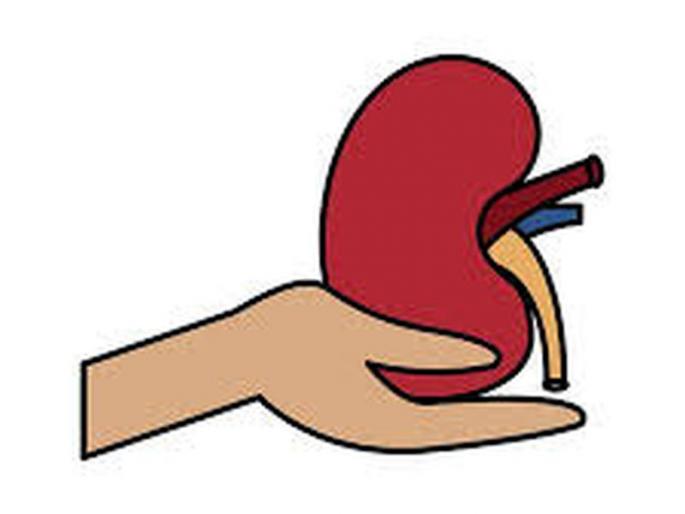 Mother-in-law to to donates kidney to her son in law | आजारी जावयाला सासूबाई देणार किडनीचे दान! Mother-in-law to to donates kidney to her son in law | आजारी जावयाला सासूबाई देणार किडनीचे दान!