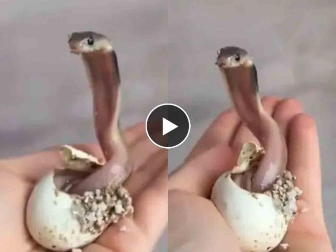 King cobra hatch from its egg viral video will shocked you | तुम्ही कधी किंग कोब्राला अंड्यातून निघताना पाहिलंय? व्हिडीओ बघून अंगावर येईल शहारा... King cobra hatch from its egg viral video will shocked you | तुम्ही कधी किंग कोब्राला अंड्यातून निघताना पाहिलंय? व्हिडीओ बघून अंगावर येईल शहारा...