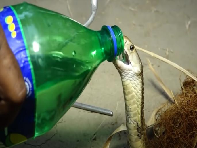 King cobra rescue video goes viral on social media | VIDEO : मासे पकडण्याच्या जाळ्यात अडकला होता किंग कोब्रा, सर्पमित्राने असा वाचवला जीव King cobra rescue video goes viral on social media | VIDEO : मासे पकडण्याच्या जाळ्यात अडकला होता किंग कोब्रा, सर्पमित्राने असा वाचवला जीव