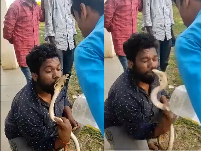 young man who was kissing king cobra survived briefly video viral | एक तरुण विषारी नागाचा घेत होता चुंबन, थोडक्यात वाचला; व्हिडीओ व्हायरल young man who was kissing king cobra survived briefly video viral | एक तरुण विषारी नागाचा घेत होता चुंबन, थोडक्यात वाचला; व्हिडीओ व्हायरल