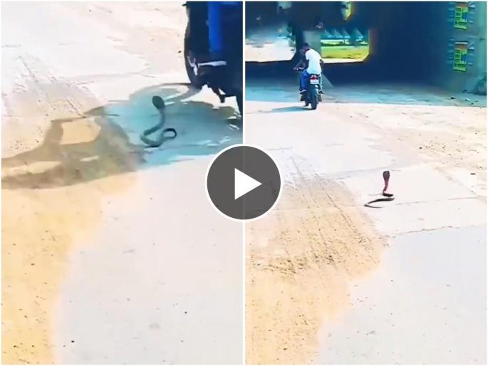 Video: agitated cobra took off its cover and jumped in the air; The biker sweated | Video..अन् खवळलेल्या कोब्रानं फणा काढून हवेत झेप घेतली; दुचाकीस्वाराला घाम फुटला Video: agitated cobra took off its cover and jumped in the air; The biker sweated | Video..अन् खवळलेल्या कोब्रानं फणा काढून हवेत झेप घेतली; दुचाकीस्वाराला घाम फुटला
