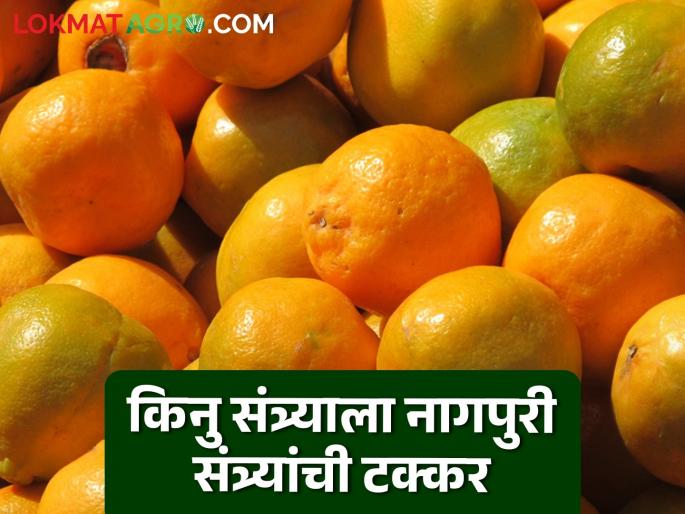 Nagpur Santra Market Nagpuri santra is giving competition to Punjab's kinoo santra read in detail | Nagpur Santra Market : पंजाबच्या किनू संत्र्याला नागपुरी संत्रा देतोय टक्कर, वाचा सविस्तर Nagpur Santra Market Nagpuri santra is giving competition to Punjab's kinoo santra read in detail | Nagpur Santra Market : पंजाबच्या किनू संत्र्याला नागपुरी संत्रा देतोय टक्कर, वाचा सविस्तर