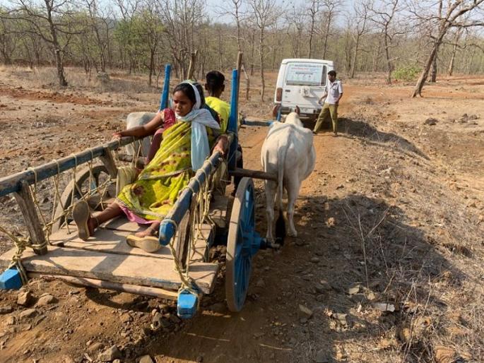Shocking! There is still no road to this tribal area, the pregnant woman has to be taken to the hospital in a bullock cart | धक्कादायक ! 'या' आदिवासी वस्तीला अजूनही नाही रस्ता, गर्भवतीस रुग्णालयात न्यावे लागते बैलगाडीत Shocking! There is still no road to this tribal area, the pregnant woman has to be taken to the hospital in a bullock cart | धक्कादायक ! 'या' आदिवासी वस्तीला अजूनही नाही रस्ता, गर्भवतीस रुग्णालयात न्यावे लागते बैलगाडीत