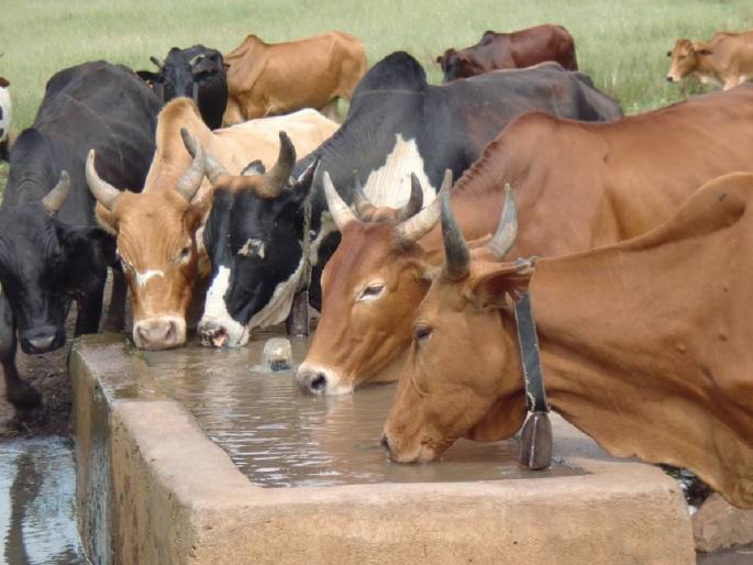 People are getting water by selling, what about dumb animals? | माणसांना मिळतेय विकत पाणी, मुक्या जनावरांचे काय ? People are getting water by selling, what about dumb animals? | माणसांना मिळतेय विकत पाणी, मुक्या जनावरांचे काय ?
