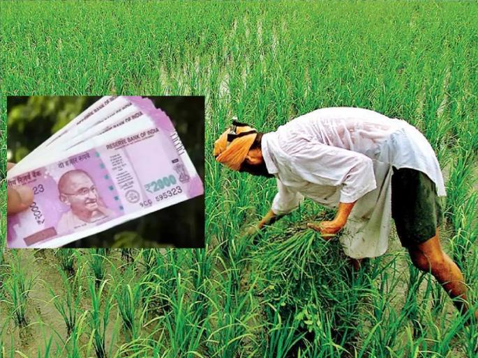 With no land 19 thousand people from PM. Kisan benefit, revealed in revenue department inquiry in Kolhapur | जमीनच नसताना १९ हजार जणांकडून ‘पी. एम. किसान’चा लाभ, कोल्हापुरात महसूल विभागाच्या चौकशीत उघड With no land 19 thousand people from PM. Kisan benefit, revealed in revenue department inquiry in Kolhapur | जमीनच नसताना १९ हजार जणांकडून ‘पी. एम. किसान’चा लाभ, कोल्हापुरात महसूल विभागाच्या चौकशीत उघड