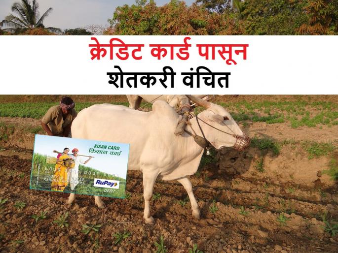 Kisan Credit Card Scheme: Banks reject credit cards to 82 percent of farmers | Kisan Credit Card: बँकांनी ८२ टक्के शेतकऱ्यांना क्रेडिट कार्ड नाकारले Kisan Credit Card Scheme: Banks reject credit cards to 82 percent of farmers | Kisan Credit Card: बँकांनी ८२ टक्के शेतकऱ्यांना क्रेडिट कार्ड नाकारले