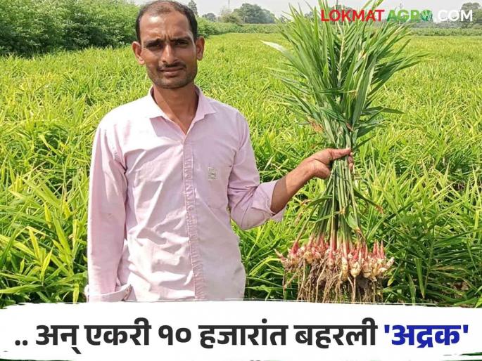 Ginger Farming Success Story : Kishor's Ginger Farming Sparks Great Discussion; The Marvel of Organic Inputs | Ginger Farming Success Story : किशोररावांच्या आले शेतीची चर्चा भारी; जैविक निविष्ठांची कमाल सारी Ginger Farming Success Story : Kishor's Ginger Farming Sparks Great Discussion; The Marvel of Organic Inputs | Ginger Farming Success Story : किशोररावांच्या आले शेतीची चर्चा भारी; जैविक निविष्ठांची कमाल सारी