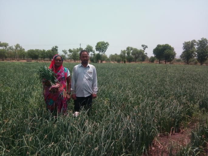 Onion made millions of earnings | कांद्याने केली लाखोंची कमाई Onion made millions of earnings | कांद्याने केली लाखोंची कमाई