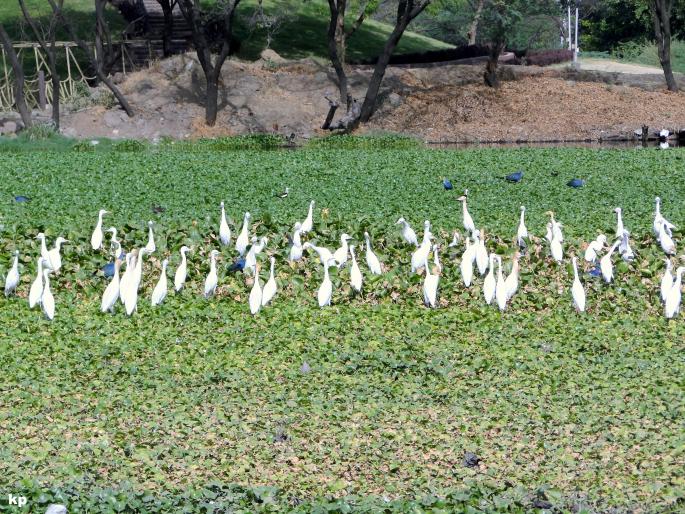 The importance of birds in biodiversity | Bio Diversity Day : पक्षी जगवा, पृथ्वी जगेल... जाणून घ्या जैवविविधतेत पक्ष्यांचे महत्त्व किती? The importance of birds in biodiversity | Bio Diversity Day : पक्षी जगवा, पृथ्वी जगेल... जाणून घ्या जैवविविधतेत पक्ष्यांचे महत्त्व किती?
