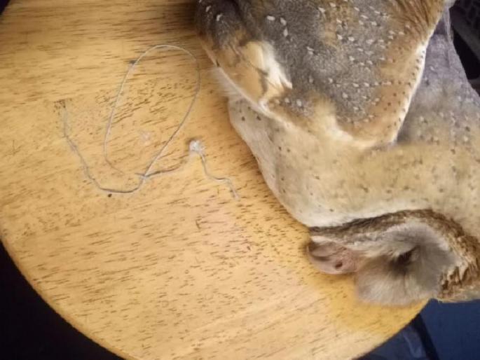 The owl was hit by the manga in the math | पतंगाच्या मांजात गवई घुबड झाले जखमी The owl was hit by the manga in the math | पतंगाच्या मांजात गवई घुबड झाले जखमी