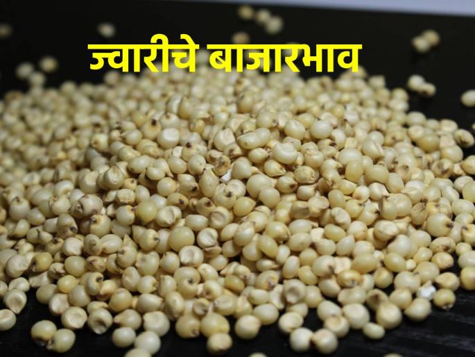 Maldandi sorghum has the highest price in Pune market today, what is the situation in other places? | आज पुणे बाजारसमितीत मालदांडी ज्वारीला सर्वाधिक भाव, इतर ठिकाणी काय स्थिती? Maldandi sorghum has the highest price in Pune market today, what is the situation in other places? | आज पुणे बाजारसमितीत मालदांडी ज्वारीला सर्वाधिक भाव, इतर ठिकाणी काय स्थिती?