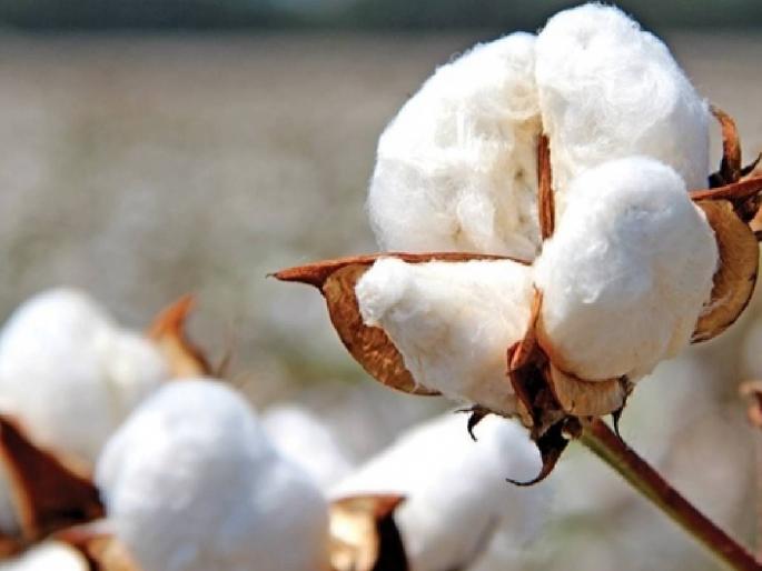 White gold turned black! Compared to last year, this year cotton has decreased by two thousand | पांढरं सोनं काळवंडलं! गतवर्षीच्या तूलनेत कपाशीत यंदा दोन हजारांची घट White gold turned black! Compared to last year, this year cotton has decreased by two thousand | पांढरं सोनं काळवंडलं! गतवर्षीच्या तूलनेत कपाशीत यंदा दोन हजारांची घट