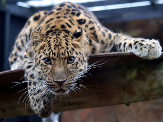 Leopards have grown! The number of leopards in India increased | बिबटे वाढले बरं का! भारतातील बिबट्यांची संख्या वाढली Leopards have grown! The number of leopards in India increased | बिबटे वाढले बरं का! भारतातील बिबट्यांची संख्या वाढली