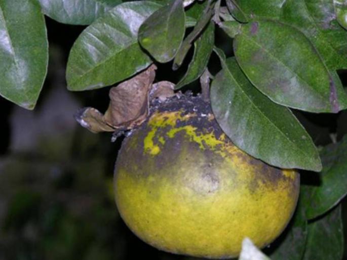 Infestation of ant disease on Mosambi orchards, production will decrease | मोसंबी बागांवर मुंगा रोगाचा प्रादुर्भाव, उत्पादनात होणार घट Infestation of ant disease on Mosambi orchards, production will decrease | मोसंबी बागांवर मुंगा रोगाचा प्रादुर्भाव, उत्पादनात होणार घट