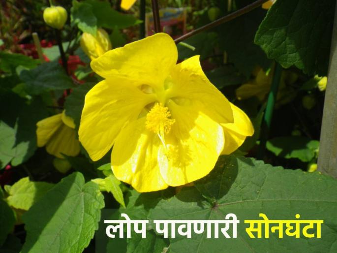 Endangered Songhanta blooms at Sarparagyi Centre | जगातून लोप होण्याच्या मार्गावर असलेली 'सोनघंटा' फुलली मराठवाड्यातील 'या' जिल्ह्यात Endangered Songhanta blooms at Sarparagyi Centre | जगातून लोप होण्याच्या मार्गावर असलेली 'सोनघंटा' फुलली मराठवाड्यातील 'या' जिल्ह्यात